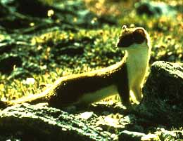 A North American Longtail Weasel