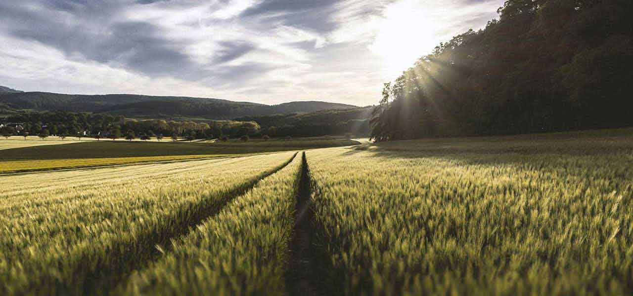 Vegetable Farm