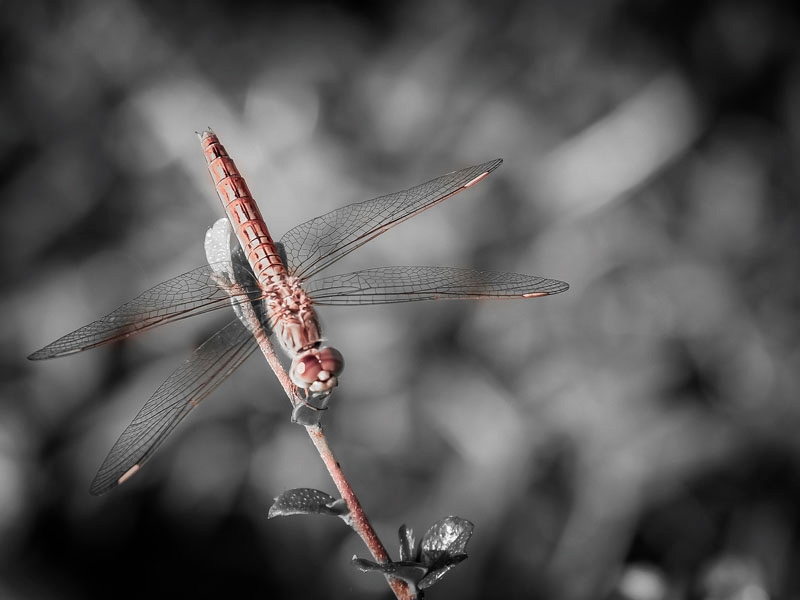 Dragonfly 3